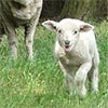 Pet Lamb