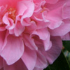 Wattle Woods Camellias