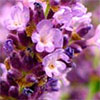 Lavender Imperial Gem
