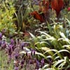 Early Plantings