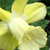 A Host of Golden Daffodils