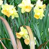 Lemon and Terracotta Daffodils