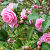 Gay Baby Camellia