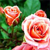 Marry Me Patio Rose