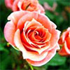 Marry Me Rose