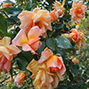 Bonfires and roses...