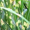 Miscanthus Zebrinus