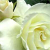 Modern Shrub Roses