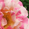 Town and Country Roses