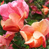 Roses - Just Plain Old-Fashioned?