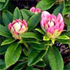 Rhododendrons in My Garden