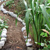 New Path in the Wattle Woods
