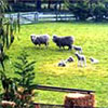 New Zealand Gardens