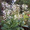 Nicotiana Sylvestris in Flower