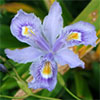 Iris confusa Chengdu