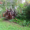 Phormiums and Pittosporums