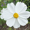 Gardening with interest?