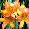 Garden Nurseries