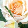 Organic Gardening