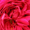 Othello Rose