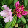Rhododendrons or Roses? 