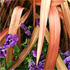 A brand new gardening year!
