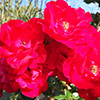 Parkdirektor Riggers Rose