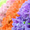 Pastel Sweet Pea Flowers
