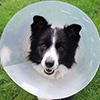 Poor Pebbles
