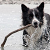 The Stick
