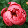 Bursting with gardening energy...