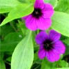 Perennial Geraniums