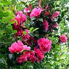 Bright Pink Camellia