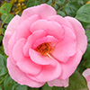 Pink rose time!