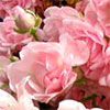 Pink Fairy Rose