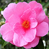 New Camellias
