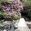 Leckmelm Arboretum