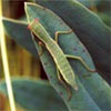 Praying Mantis on Euphorbia Leaf