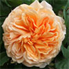 Crown Princess Margareta Rose