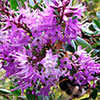 Shrub Size