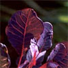 Purple Cotinus Smoke Bush