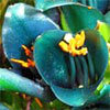 Christchurch Botanic Gardens - Revisited