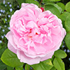 Summer Roses