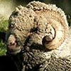 Charles the Merino Ram