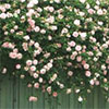 Roses Anonymous