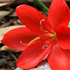 A Good Red...