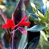 Red Canna