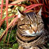 A Red Flax Cat