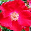 Happy Valentines Day to my garden...