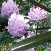 Confessions of a weed-killer...